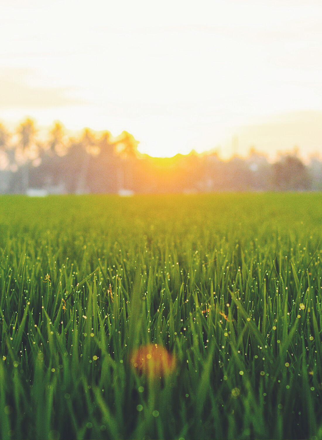 Sunrise over a lush green field with dew drops.
